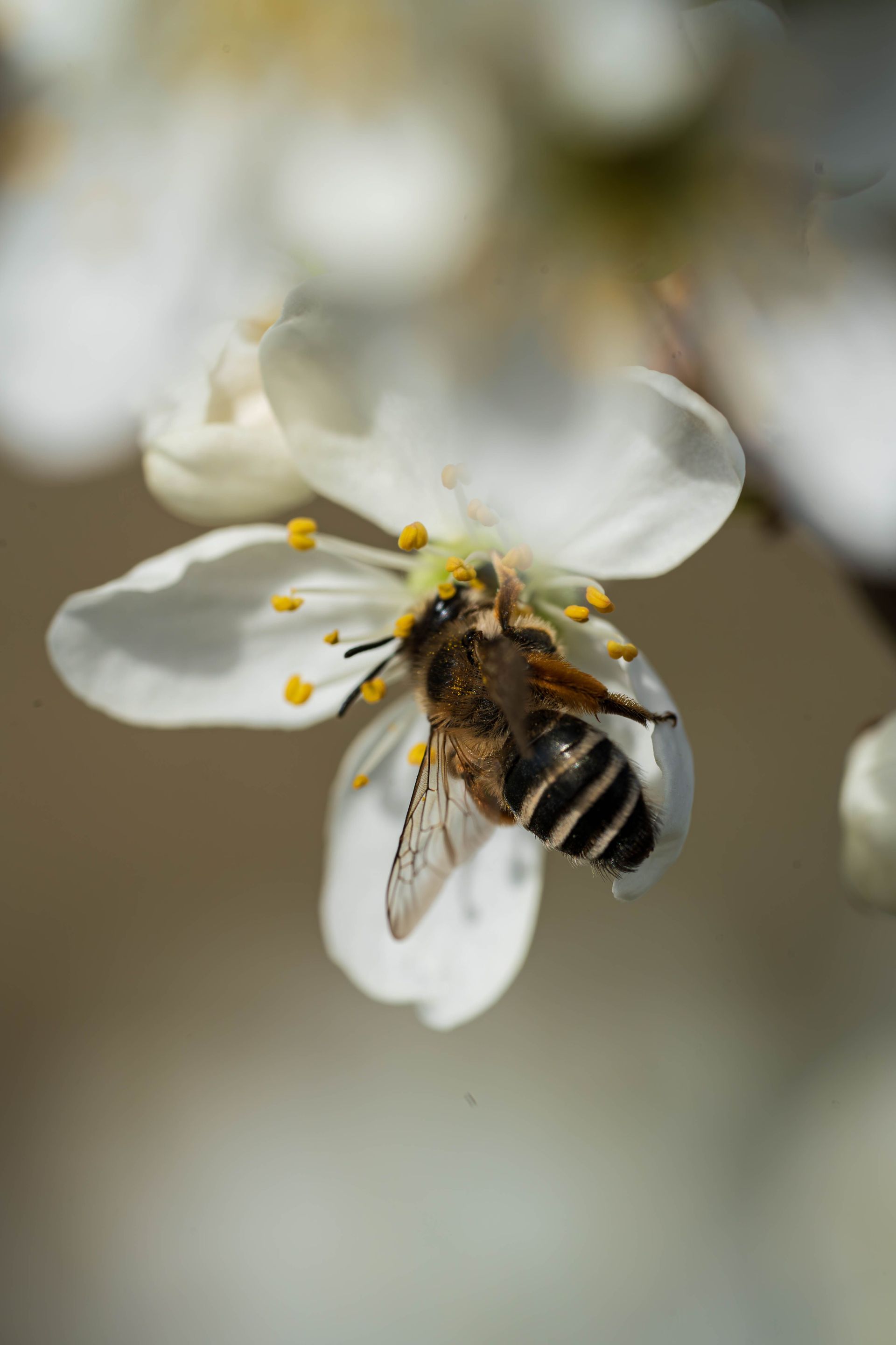 Bee on a white flower with yellow stamens, close-up against a soft blurred background