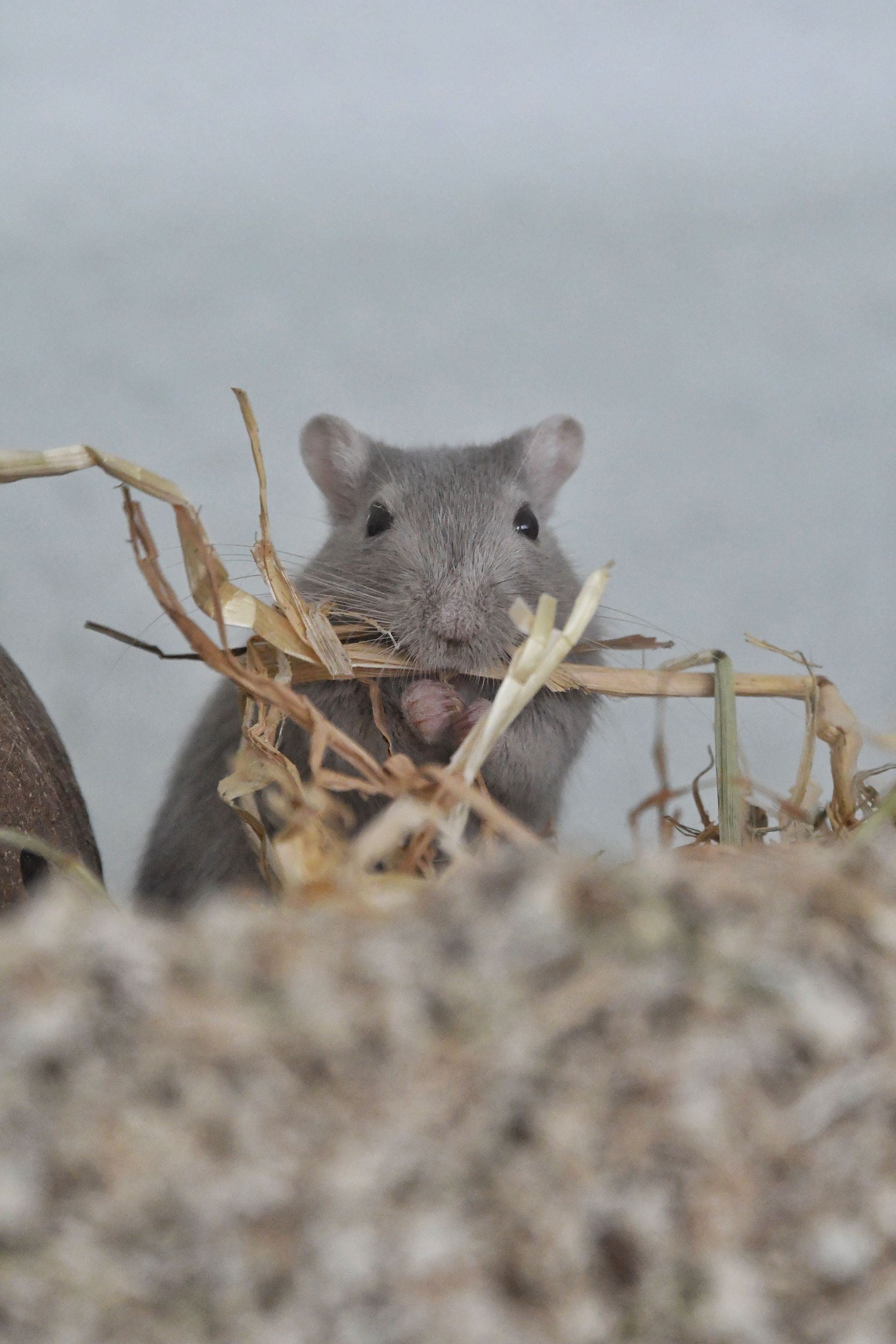 Small gray rodent peeking from a nest of twigs and straw behind a rock.