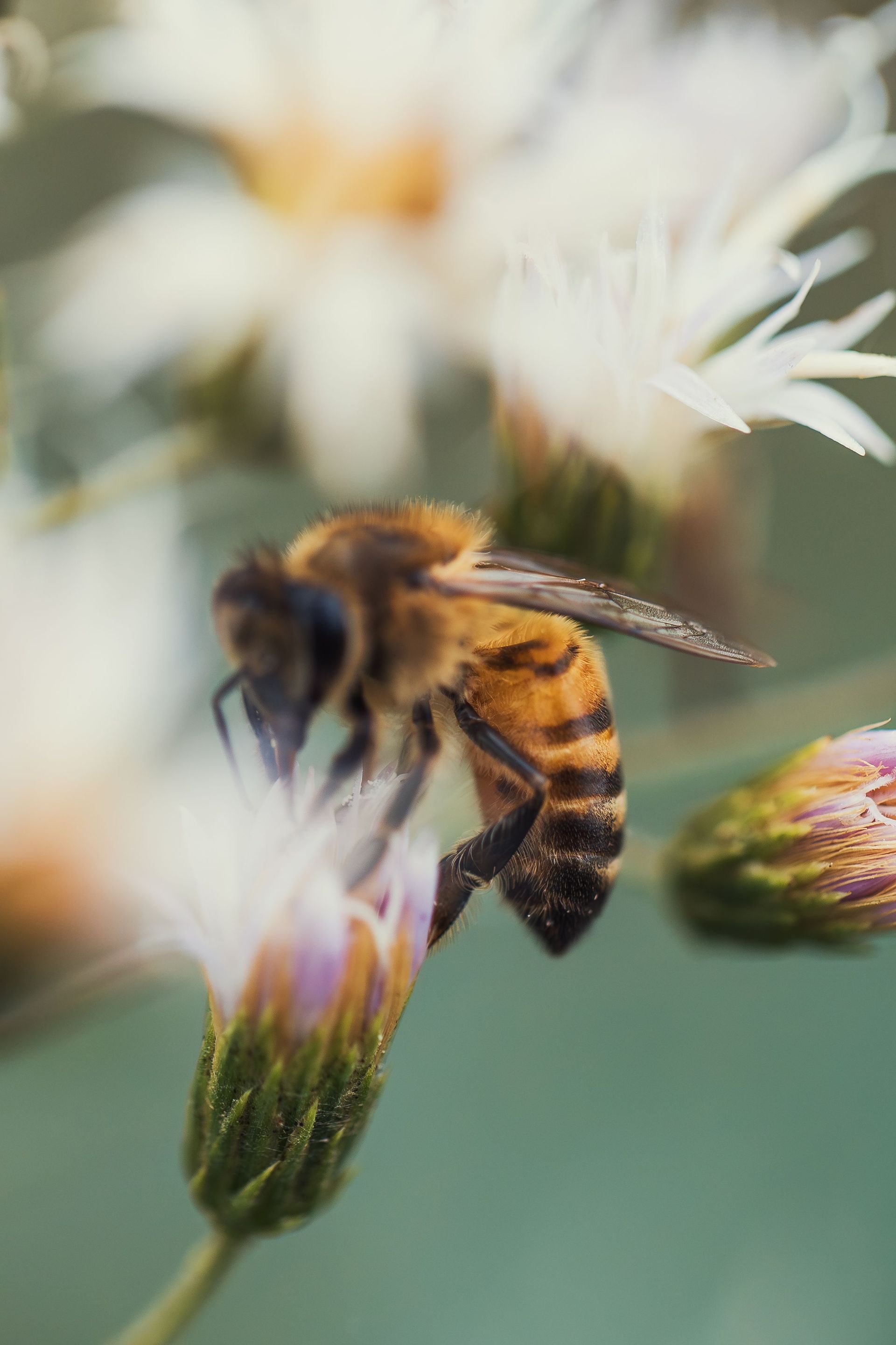 Honeybee feeding on a purple flower among white blossoms, with a blurred green background