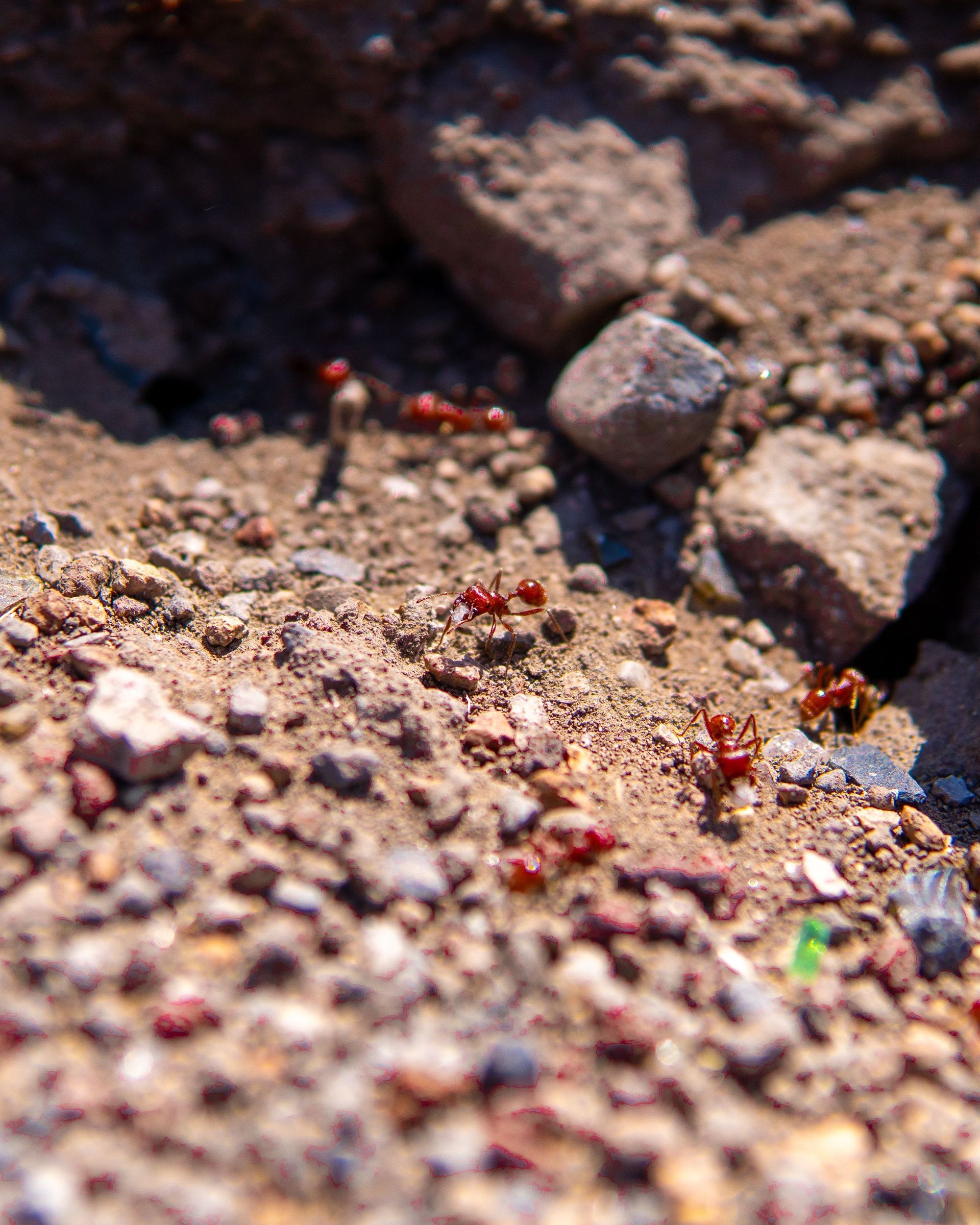 Tiny red ants moving over sandy soil and small rocks near a dark crevice