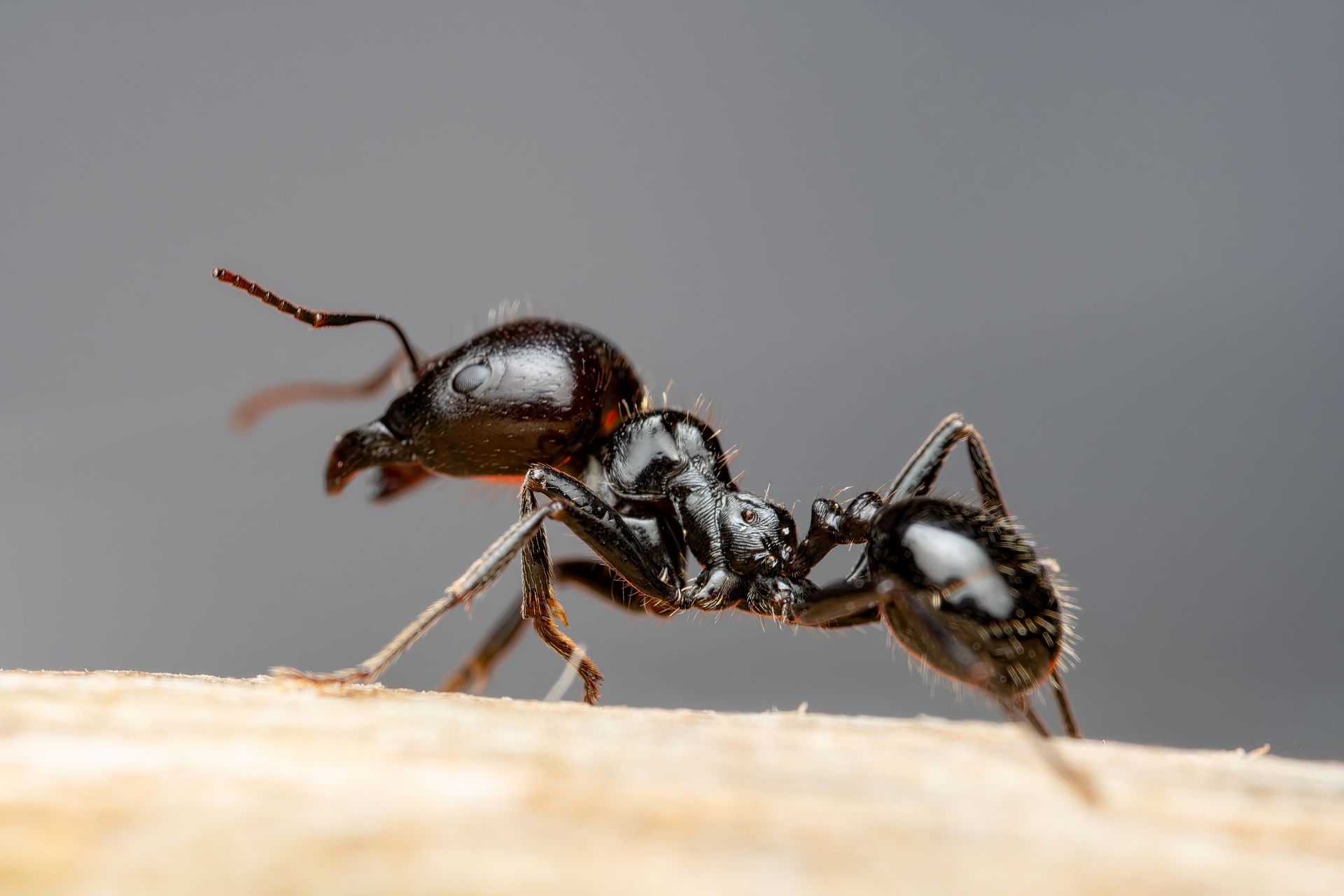 Two black ants touching antennae on a light wooden surface, side view close-up
