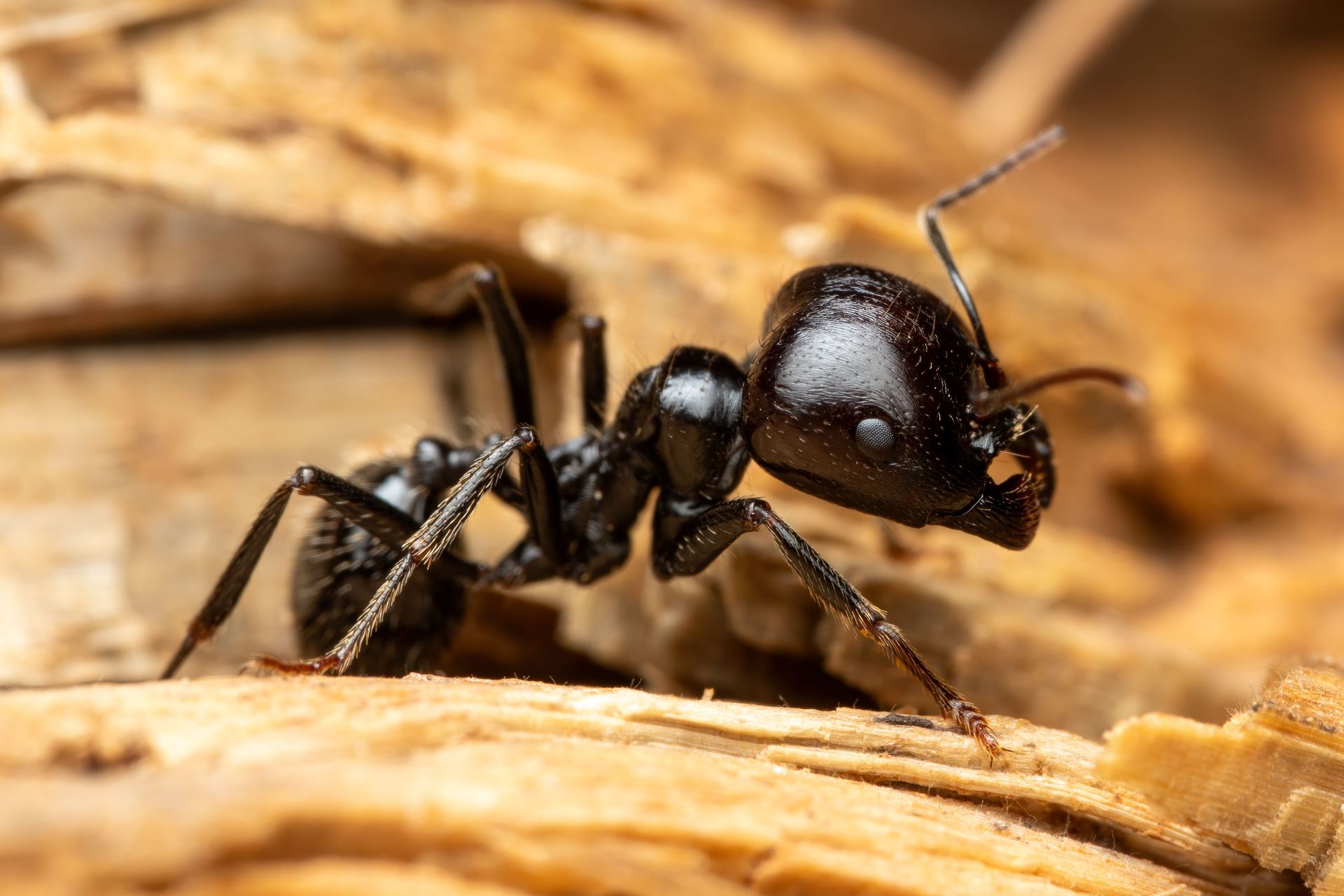 Close-up of a black ant on a tan, textured surface