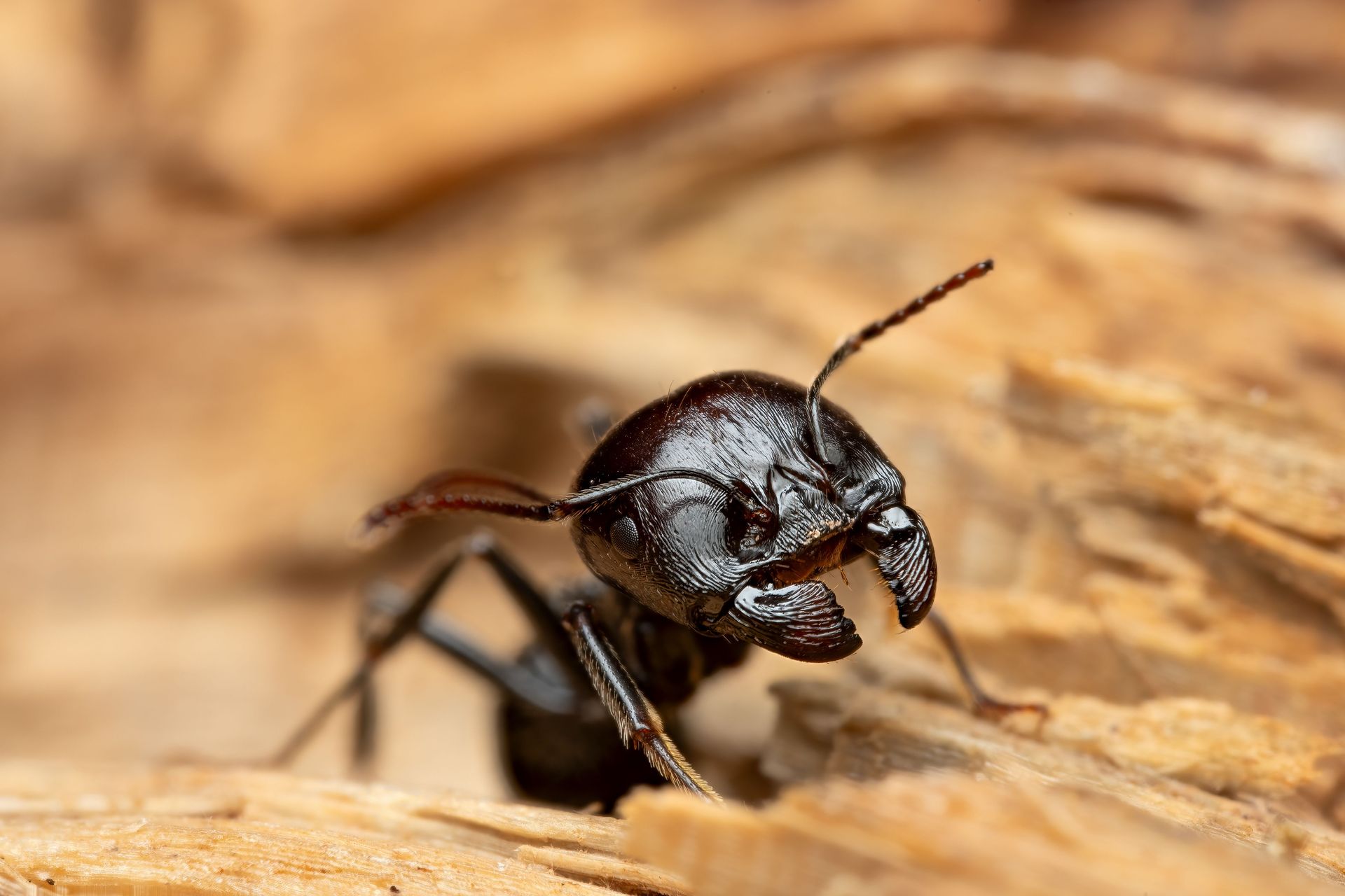 Close-up of a glossy black ant on dry wood, with antennae raised.