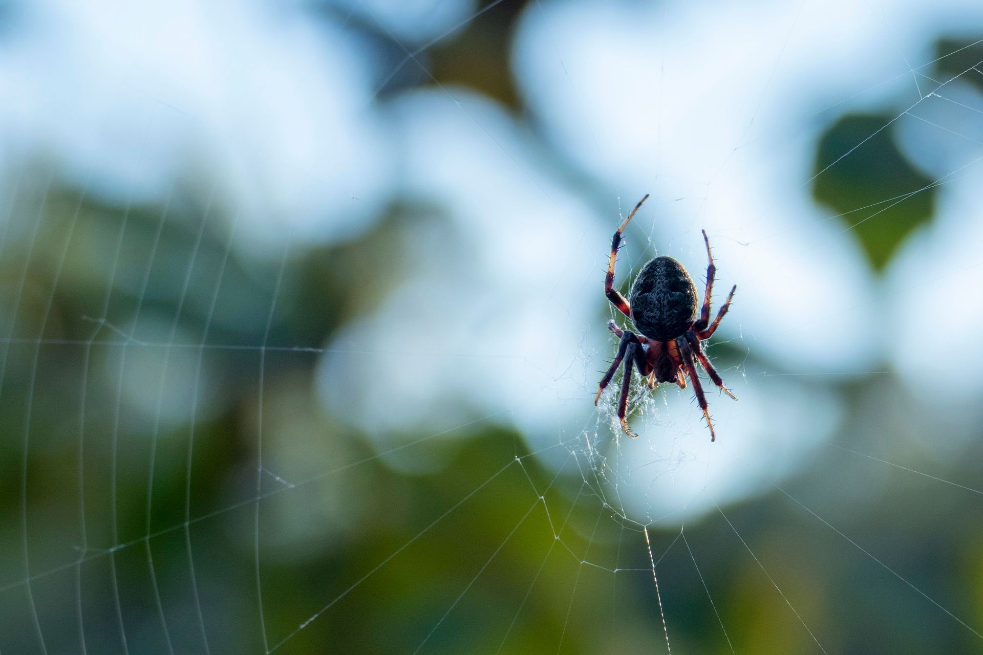 Spider on a web with a blurred green and blue outdoor background