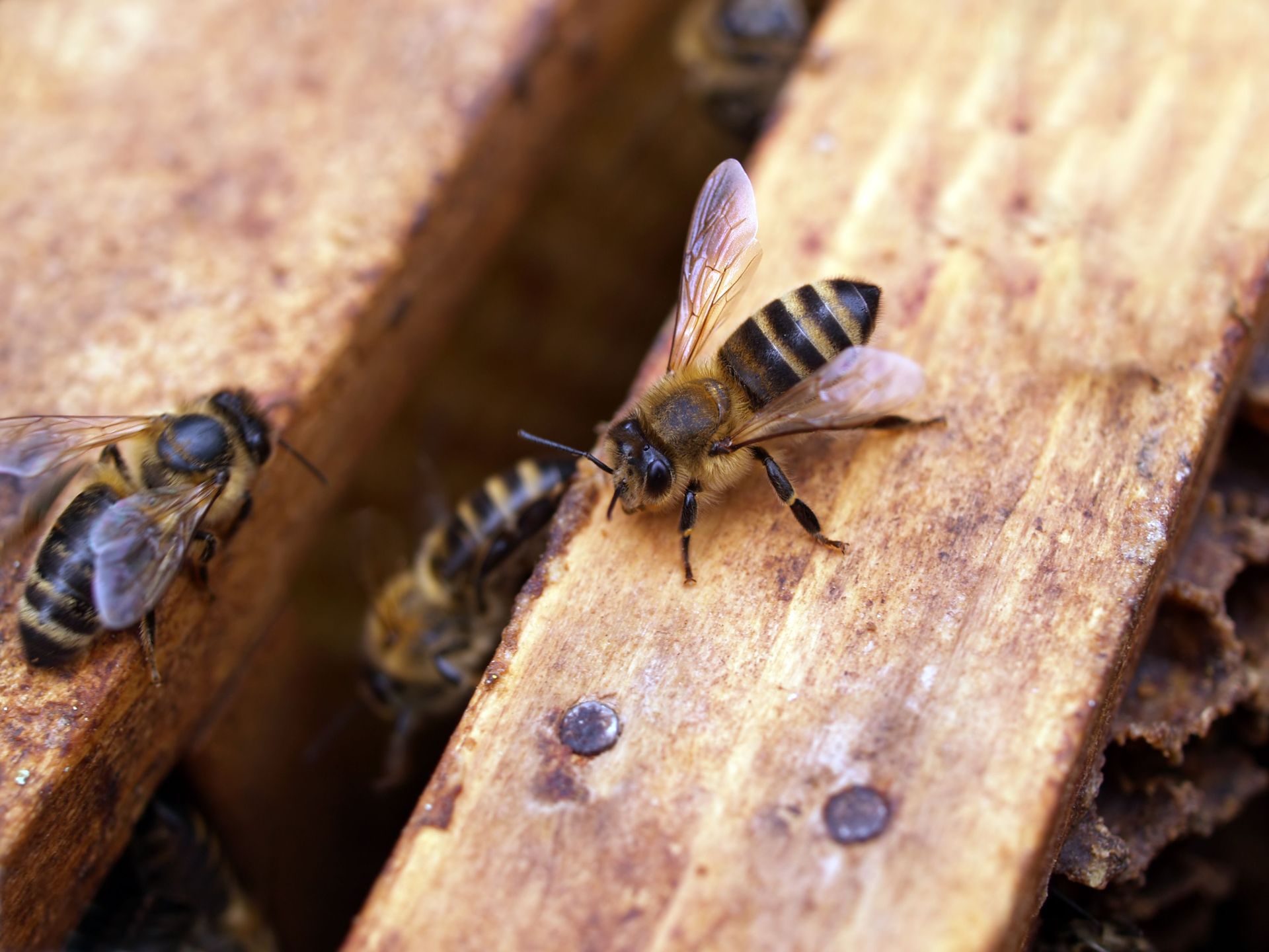 Bees on a wooden hive frame with honeycomb cells visible