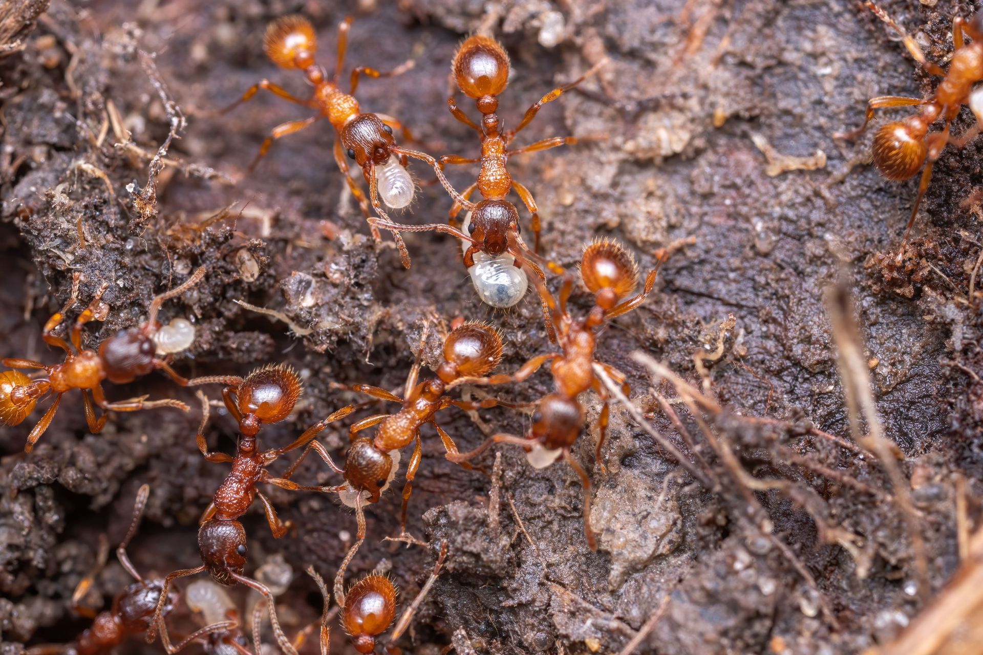 Orange ants crawling over a muddy, textured forest floor