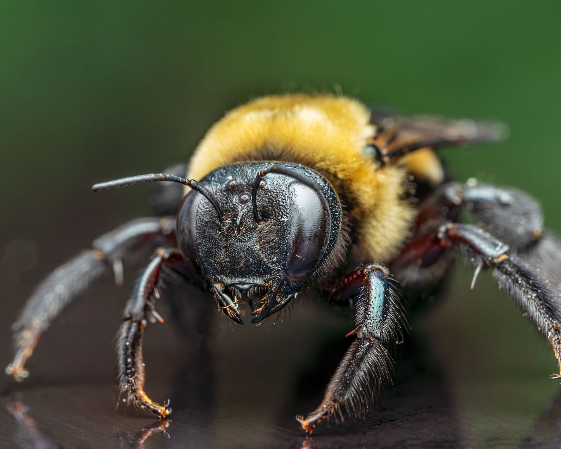 Close-up of a fuzzy yellow-and-black bee on a dark surface