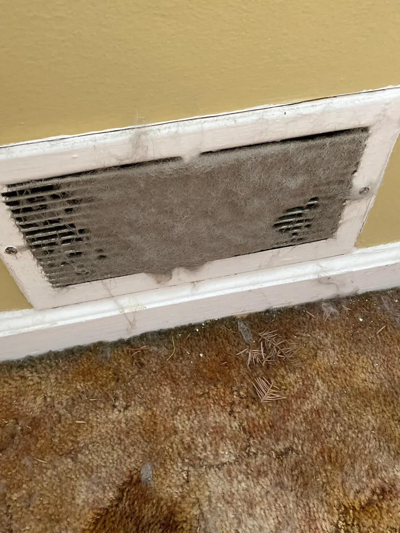 A dirty air vent blocked with pet hair on a wall next to a carpet.