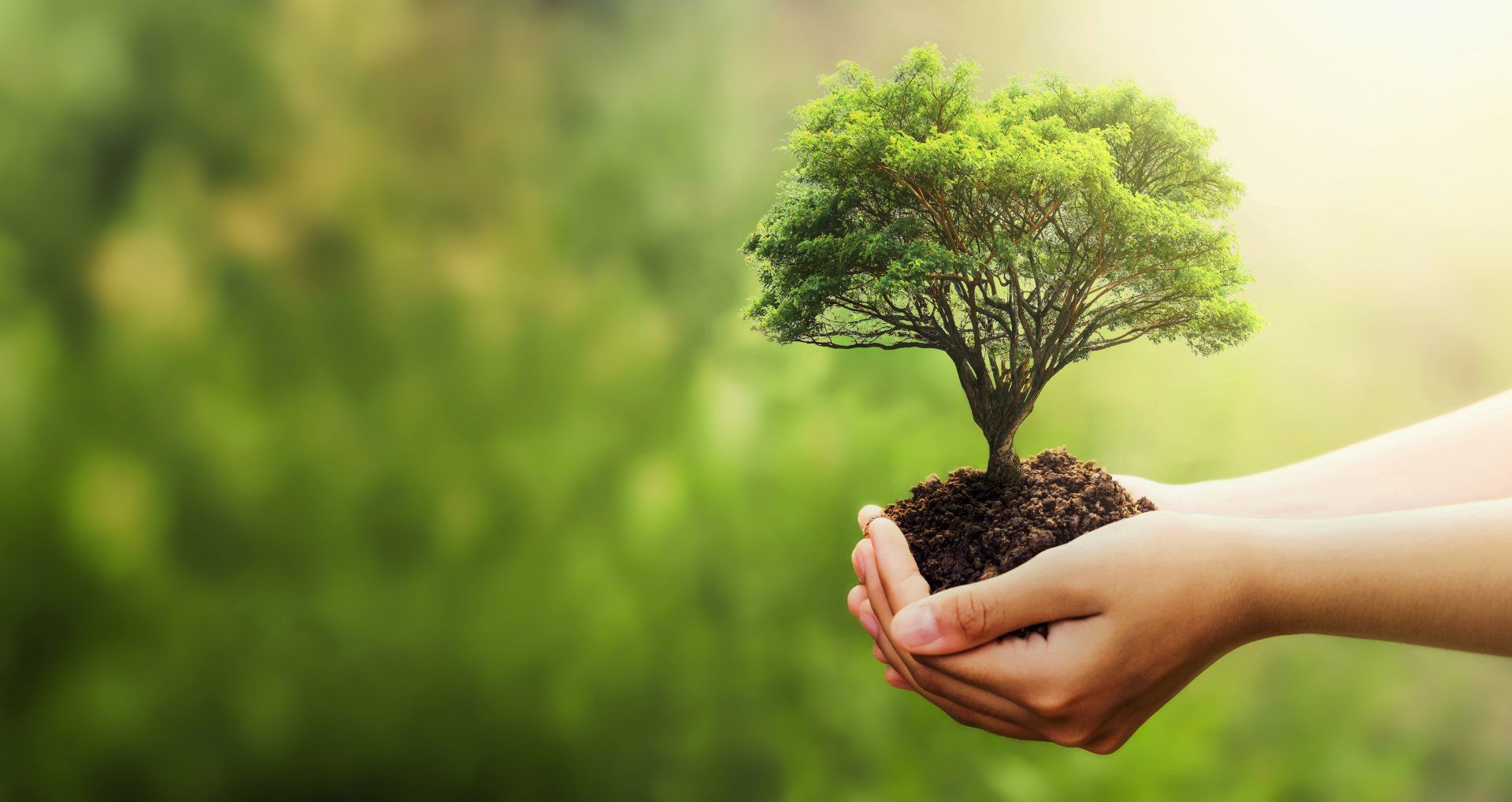 person holding tree in hands