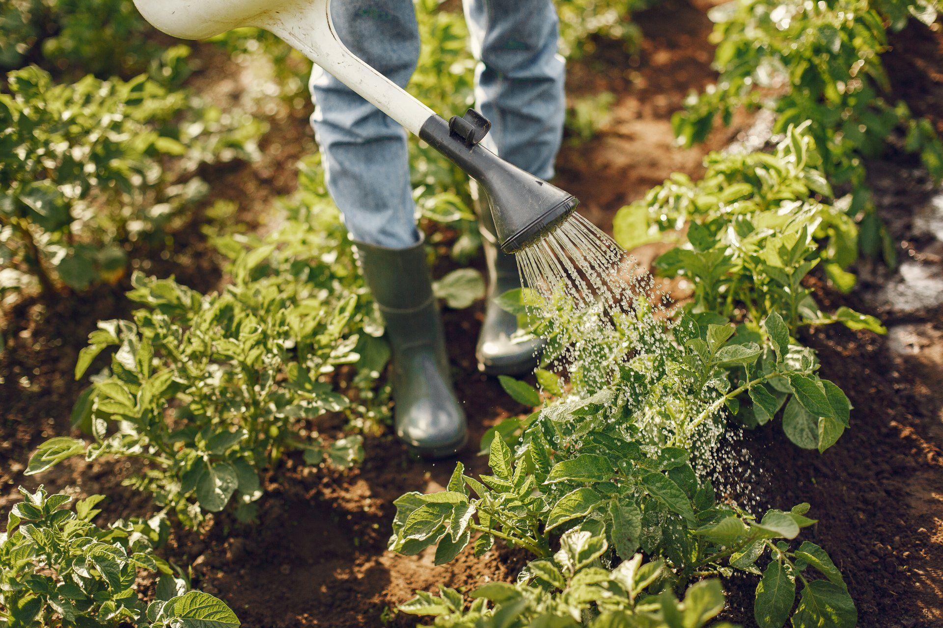 farmer watering crops