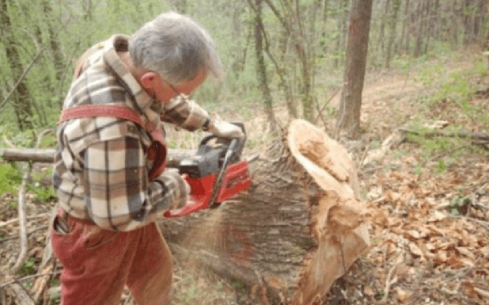 coupe de bois