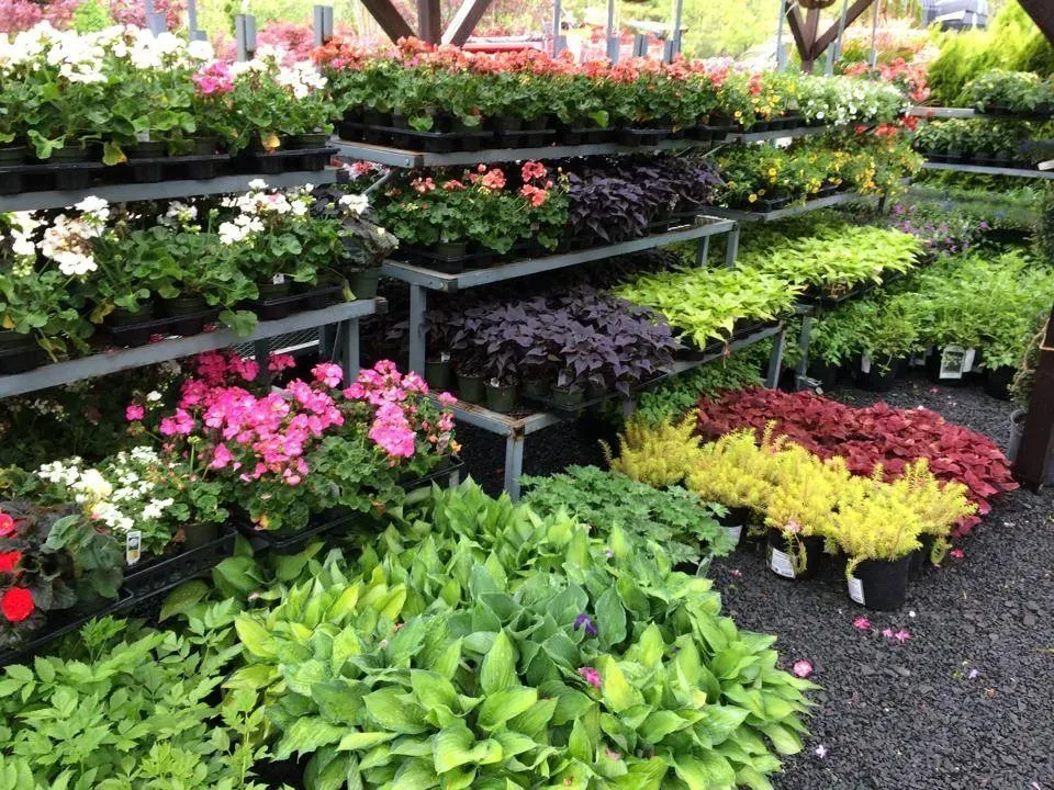 Rows of potted flowers and green plants on nursery shelves outdoors