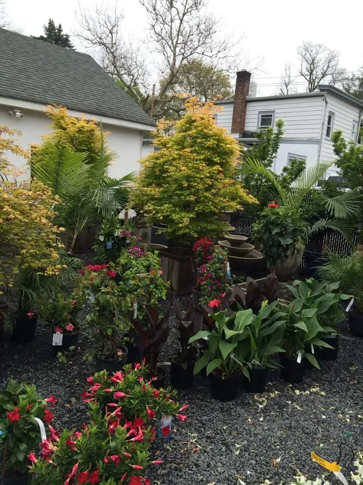 Colorful backyard garden with potted plants, flowering shrubs, and a white house in the background