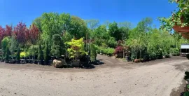 Outdoor nursery with rows of potted shrubs and trees under a bright blue sky
