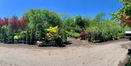 Outdoor nursery with rows of potted shrubs and trees under a bright blue sky
