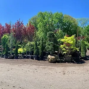 Outdoor nursery display of potted trees and shrubs under a bright blue sky