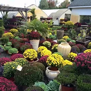 Colorful potted chrysanthemums arranged in a nursery garden under white shade structures.