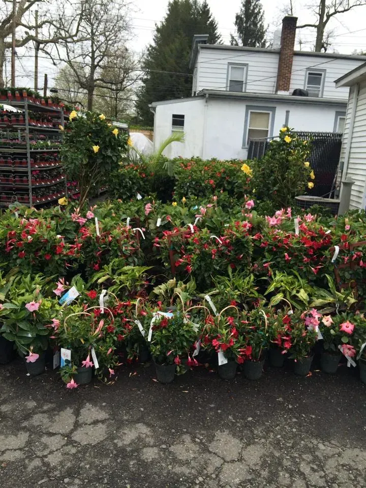Potted flowering plants displayed outdoors in a nursery, with pink and red blooms in front of a house.
