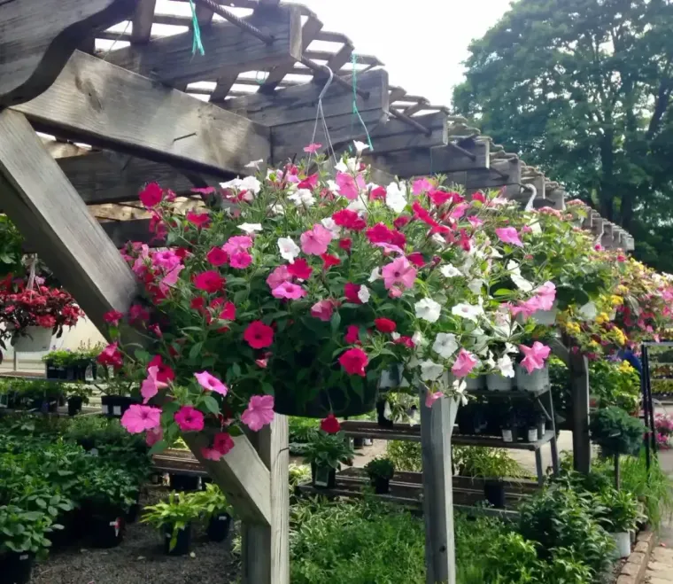 Hanging baskets of pink, white, and red flowers beside a rustic stone building and garden path