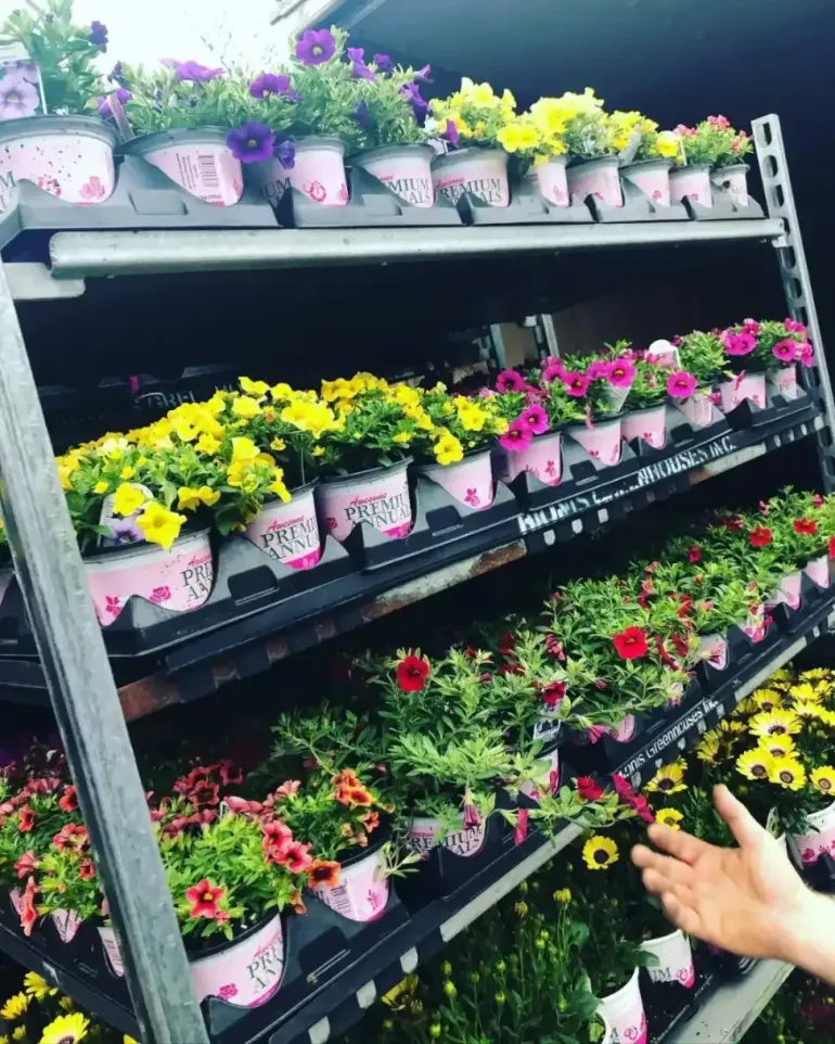 Rows of colorful potted flowers on store shelves, with a hand pointing at the plants