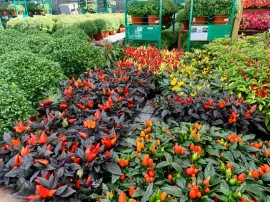 Colorful flower beds in a nursery, with red, orange, yellow, and dark purple plants among green hedges.