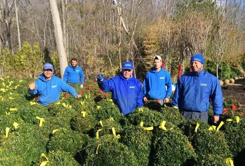 Five workers in blue jackets stand among rows of yellow-flowered plants in a field.