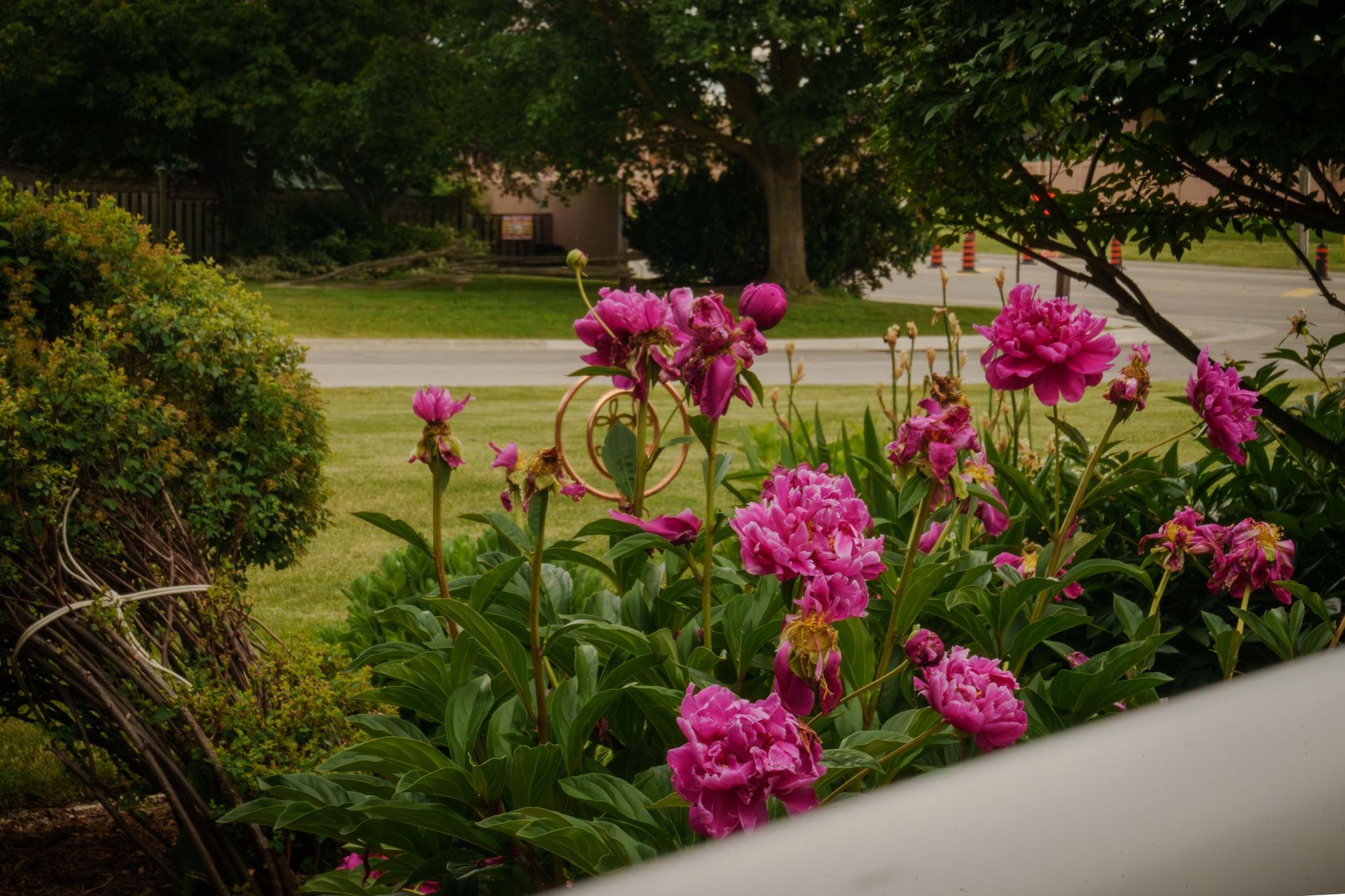 Pink flowers blooming in a garden beside a lawn and trees
