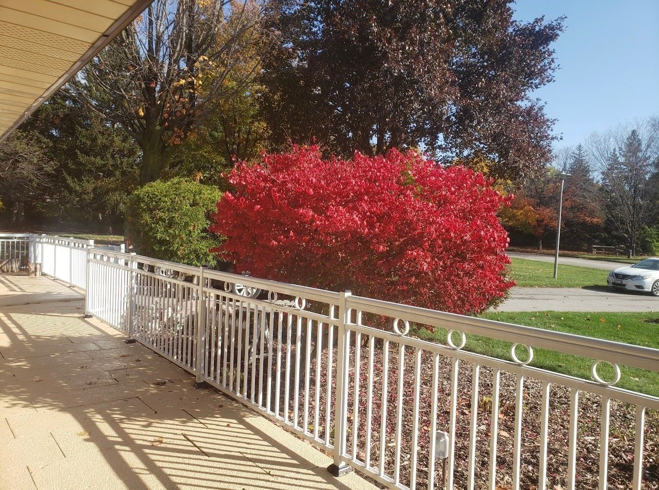 White fence beside a walkway with a bright red bush and trees in a sunny yard
