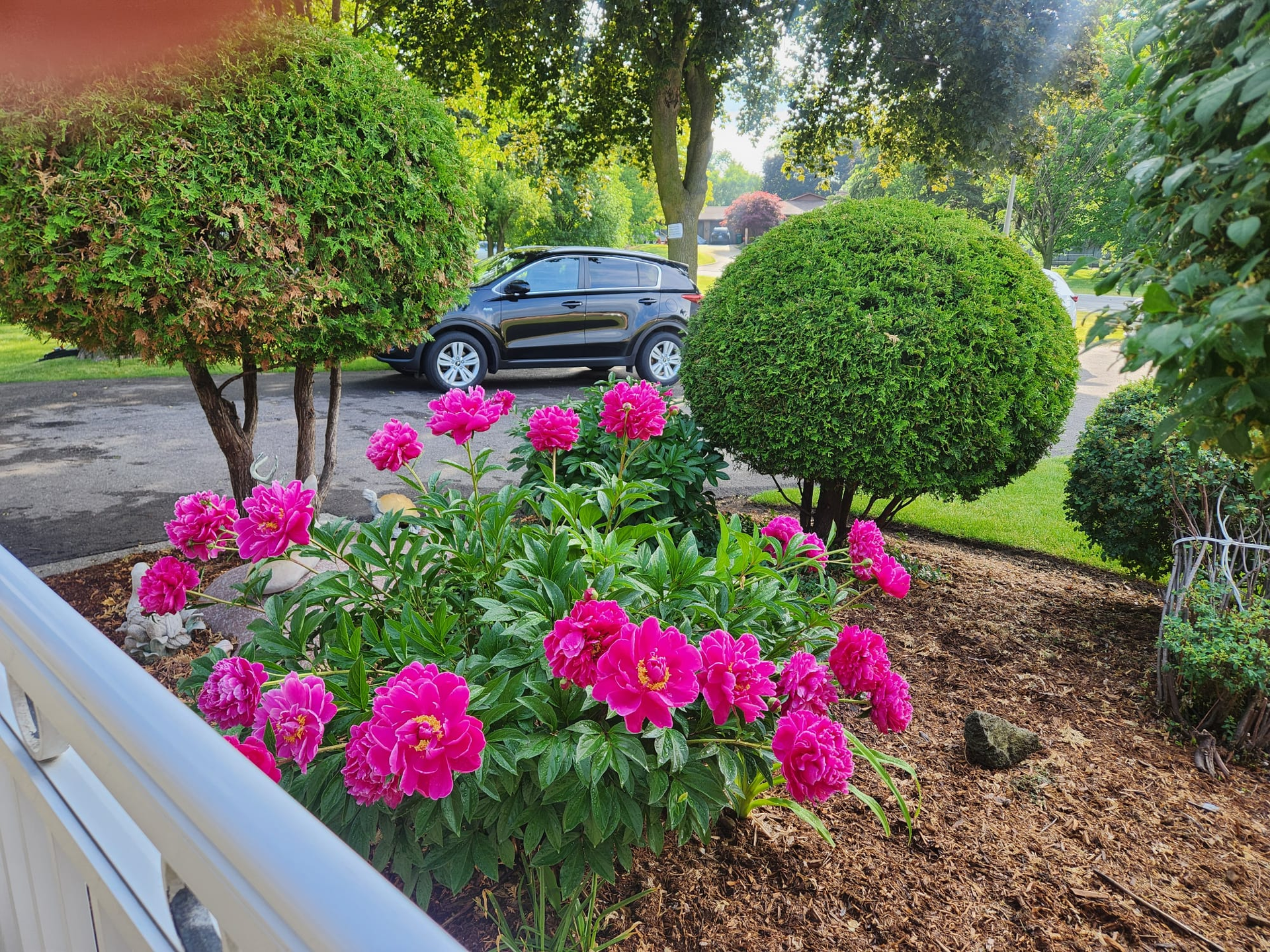 Bright pink flowers in a landscaped garden with round shrubs and a parked car in the background