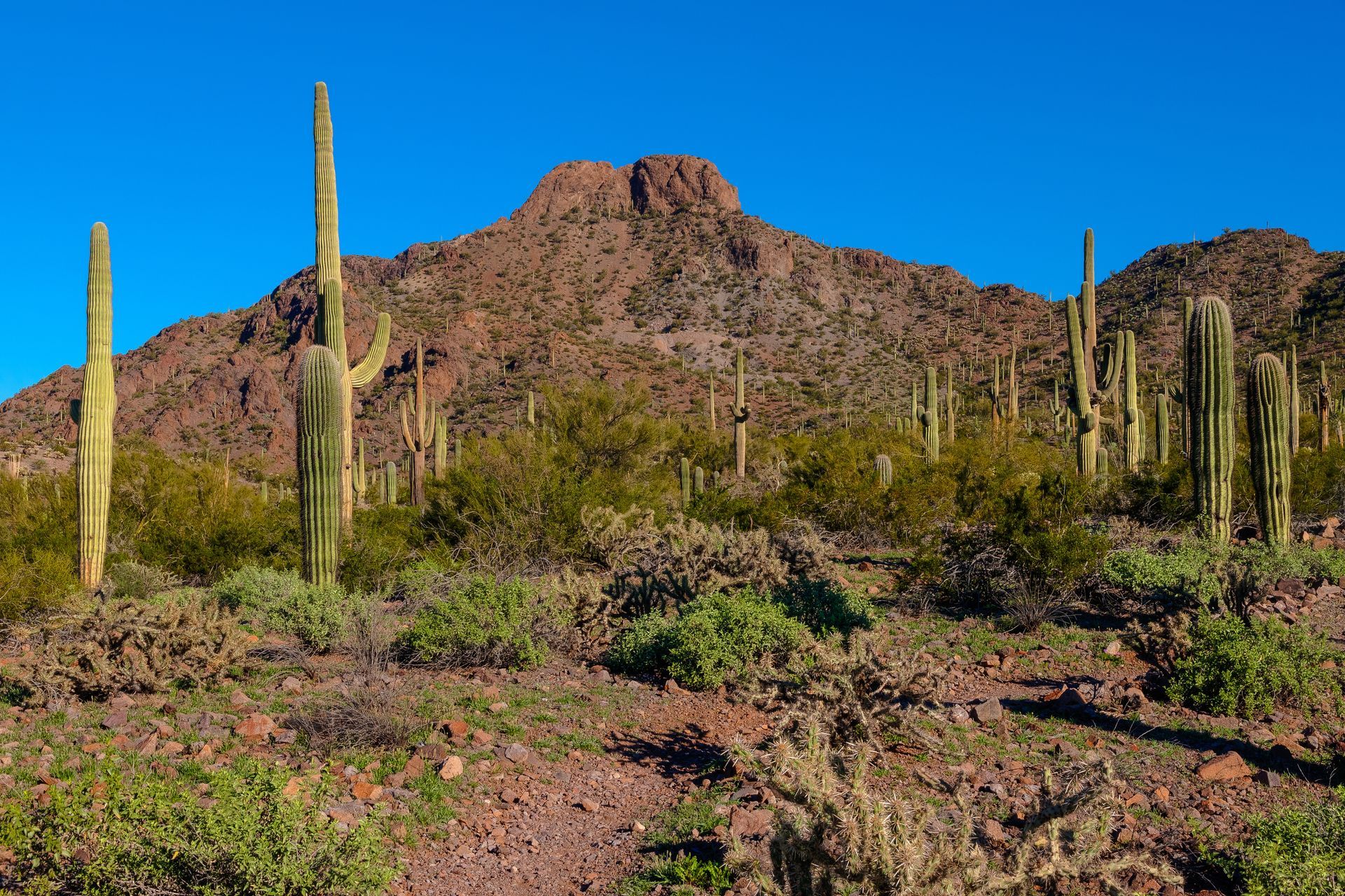 Desert landscape with saguaro cacti and rocky mountains under a clear blue sky