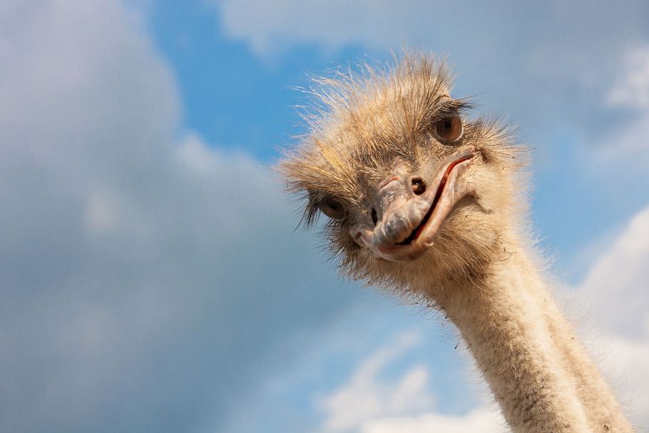 Close-up of an ostrich head against a blue sky, tilting and looking at the camera.