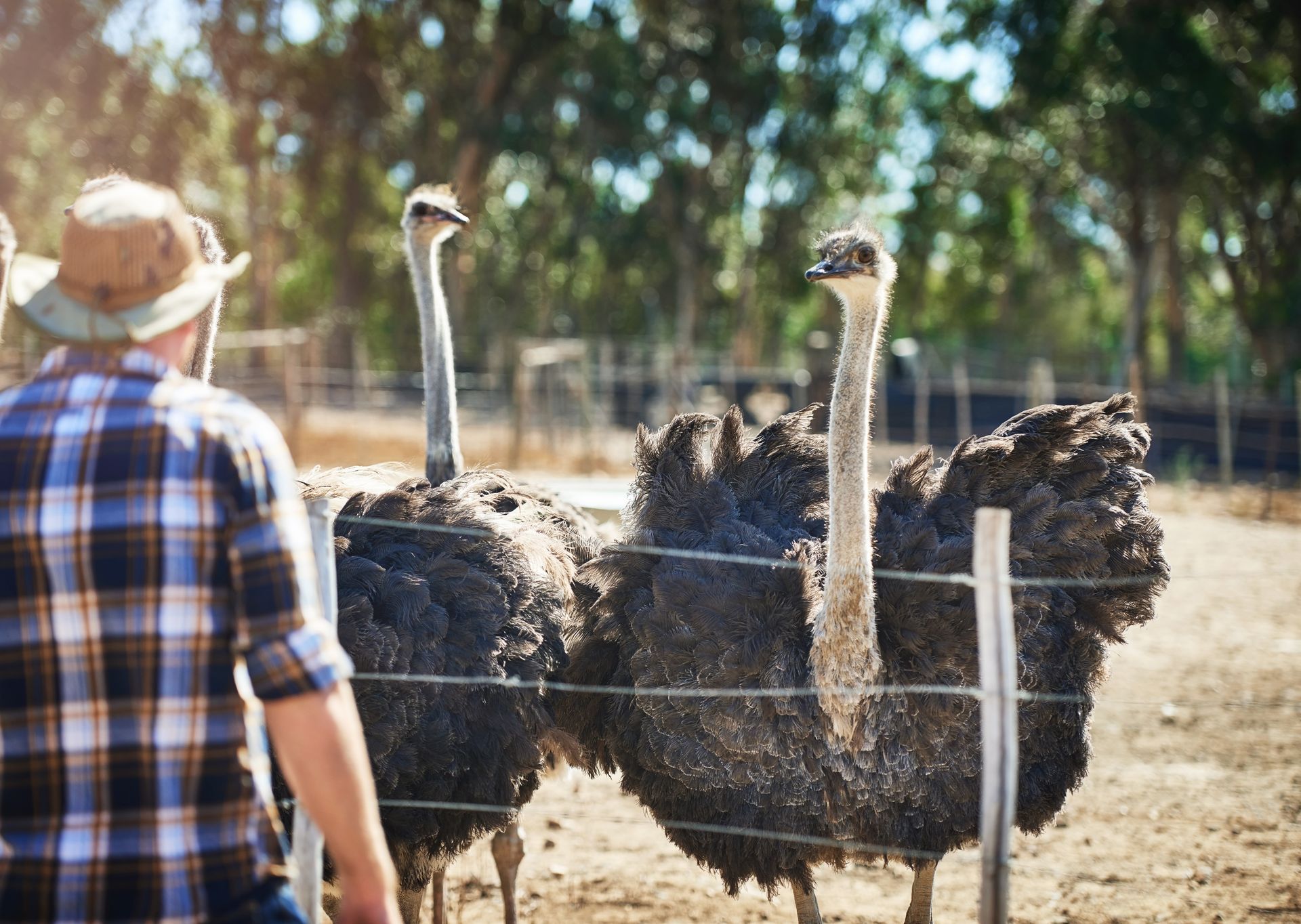 Three ostriches behind a fence as a person in a hat watches them in a farm enclosure.