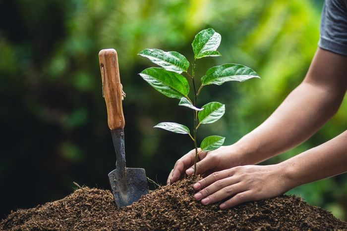 Hands holding up a small tree ready to be planted