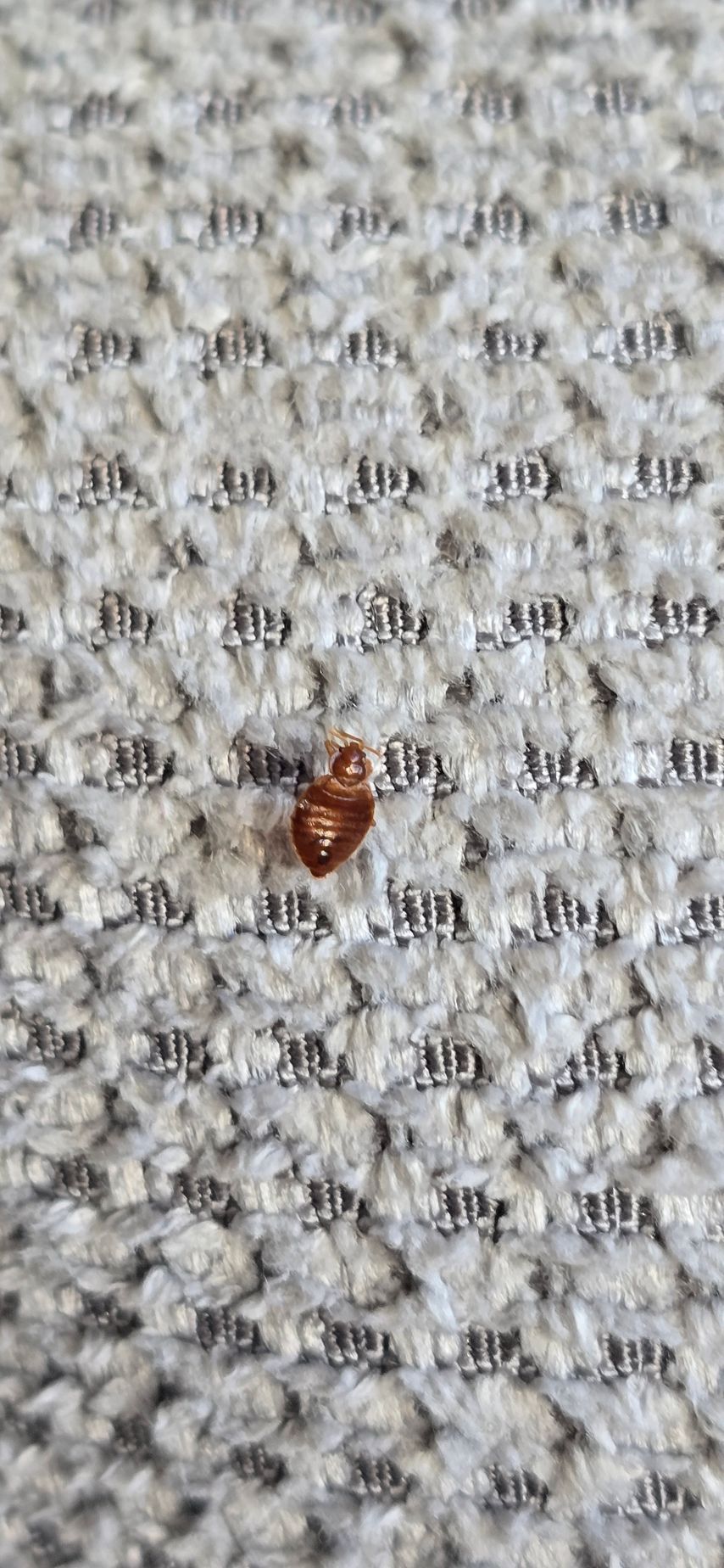 Une punaise de lit rampe sur un tapis blanc.