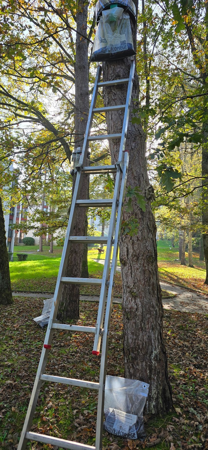 Une personne se tient debout sur une échelle à côté d'un arbre.