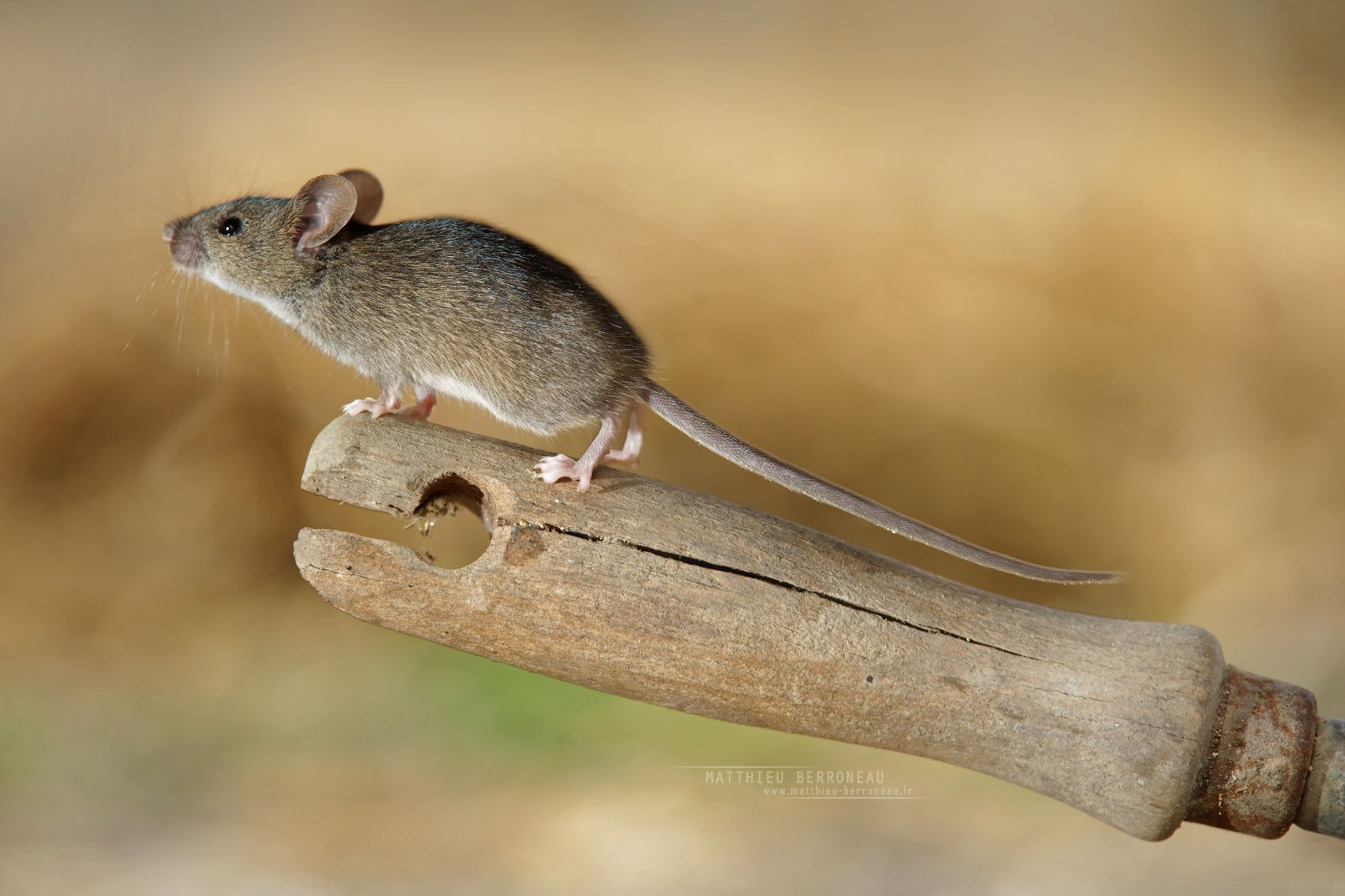 Une souris est assise sur un morceau de bois.