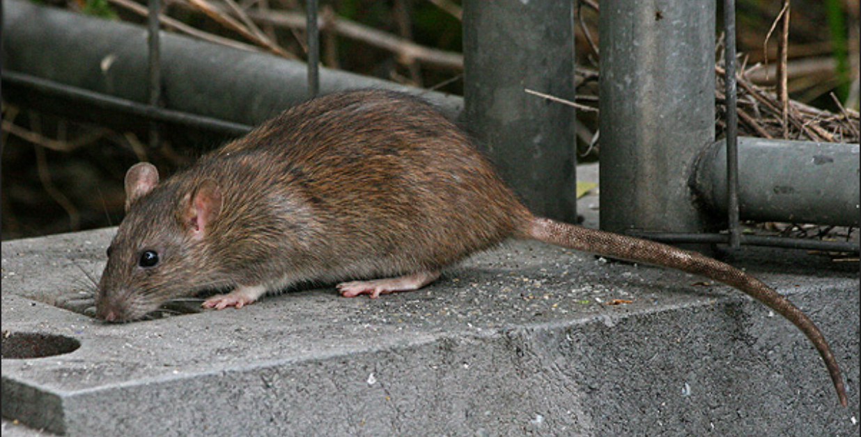 Un rat est assis sur un bloc de béton à côté d'une clôture.