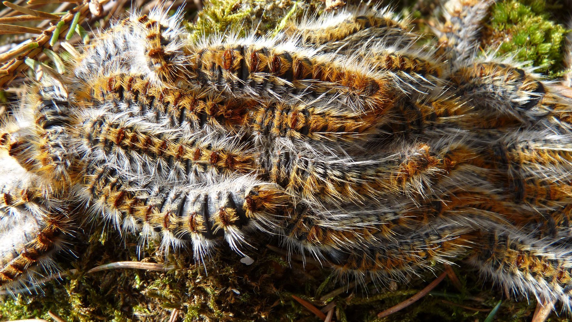 Un gros plan d'une chenille sur une surface moussue.