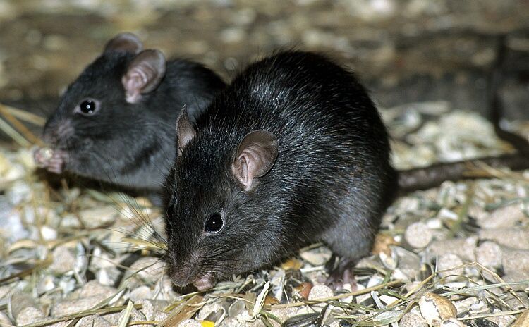 Deux souris noires sont assises l'une à côté de l'autre sur un tas de foin.