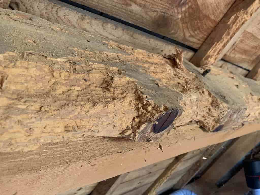 Un gros plan d'un morceau de bois avec des termites dessus.