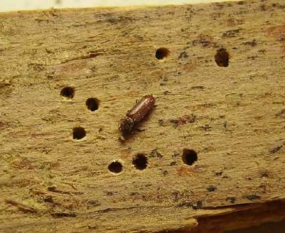 Un petit insecte rampe sur un morceau de bois troué.