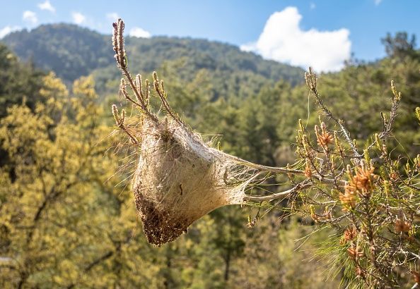 Une toile d'araignée est suspendue à une branche d'arbre.