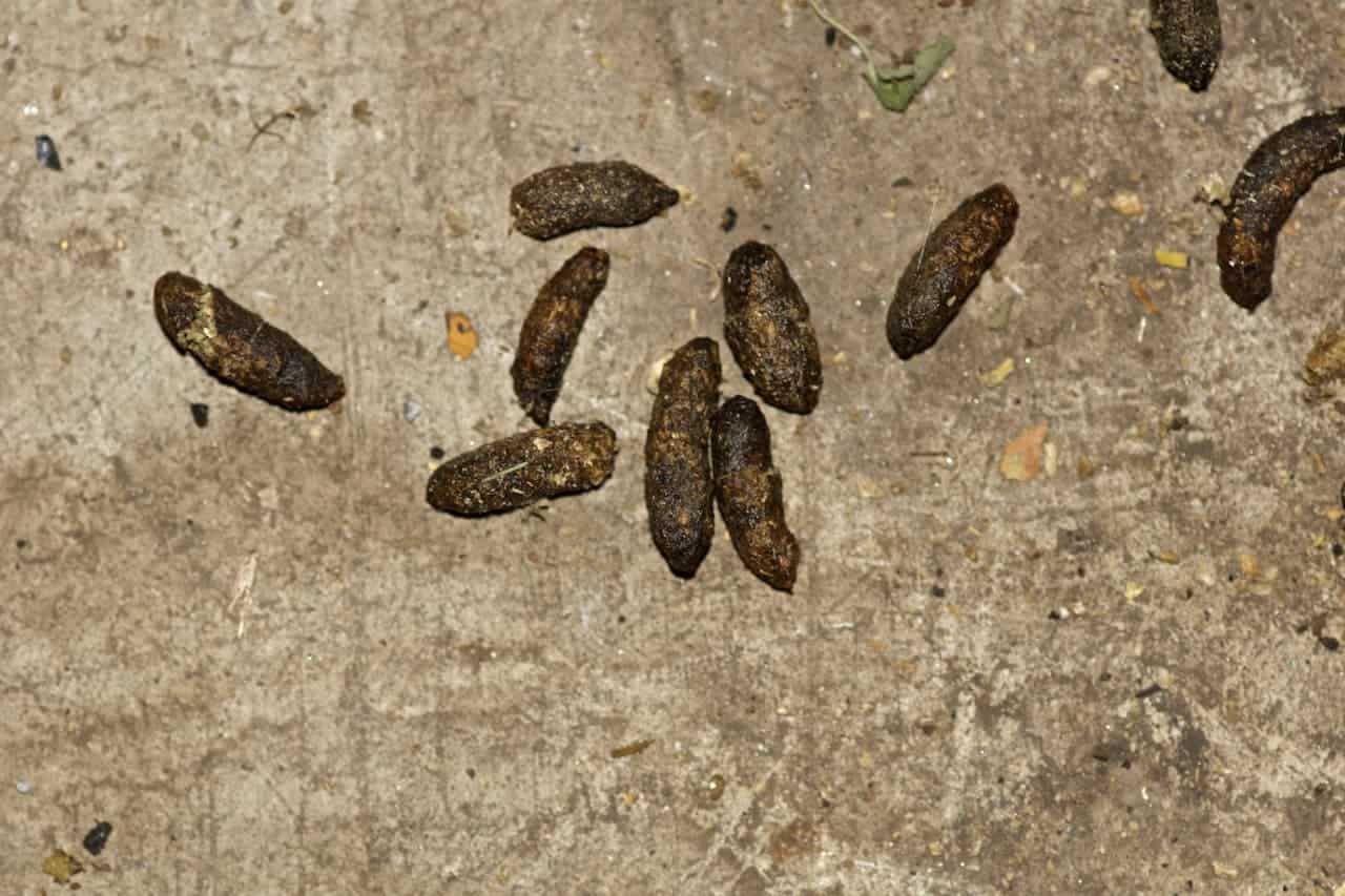 Un tas de crottes de chat sur une surface en béton.