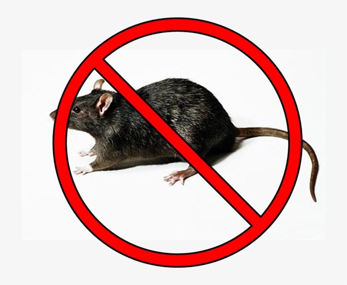 Un rat est barré sur un panneau interdisant les rats