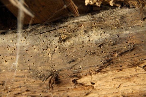Un gros plan d'un morceau de bois avec des trous dedans.