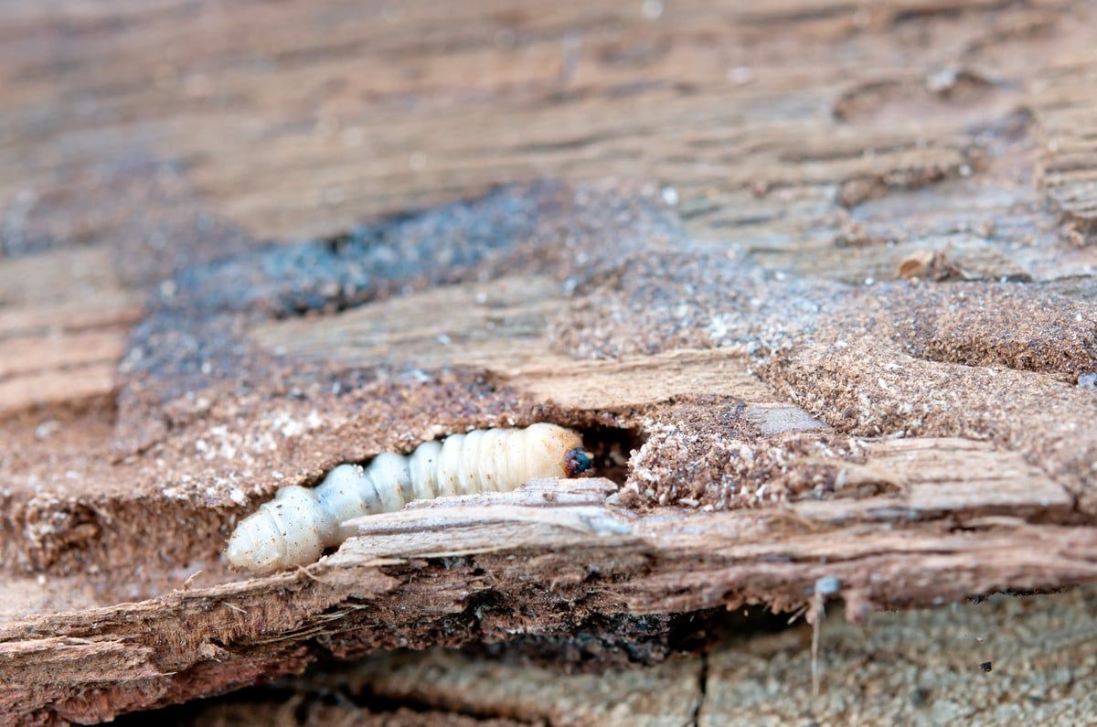 Une larve de termite sort d'un trou dans un morceau de bois.
