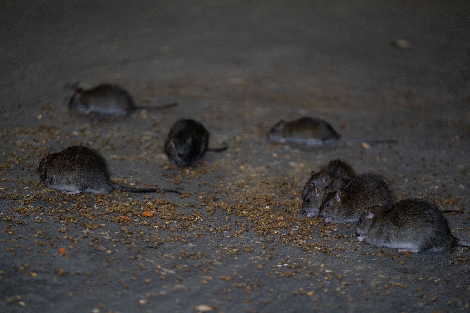 Un groupe de souris mange de la nourriture sur le sol.