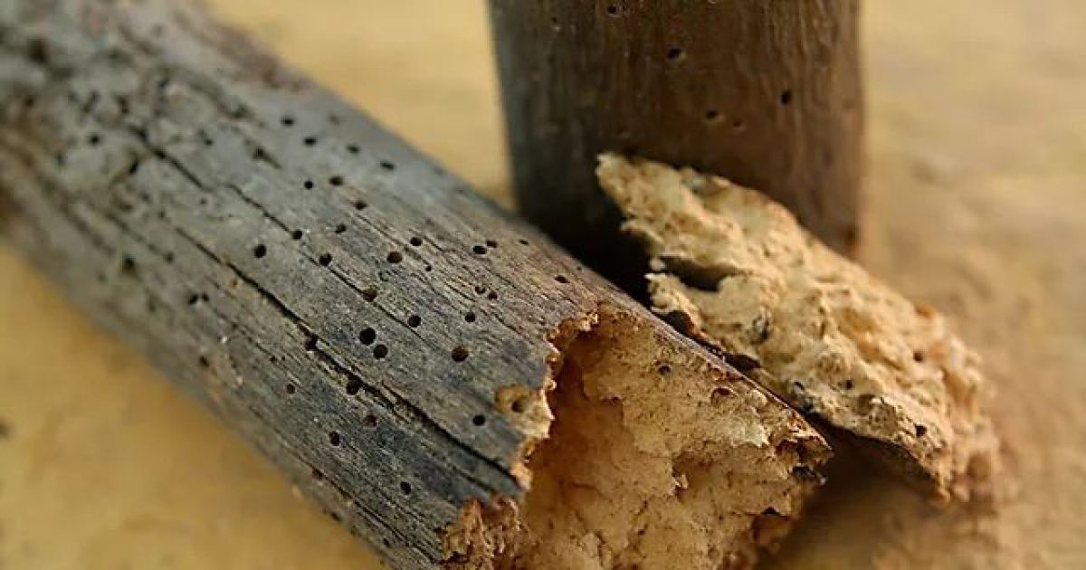 Un gros plan d'un morceau de bois avec des trous sur une table.