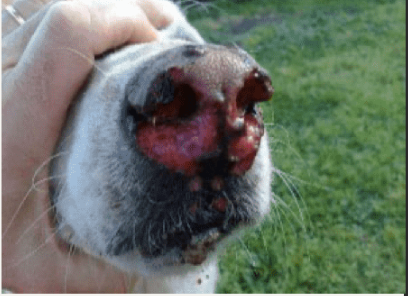 Gros plan d'une personne tenant le nez d'un chien