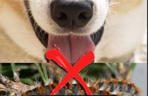 Un gros plan de la langue d'un chien avec une croix rouge dessus